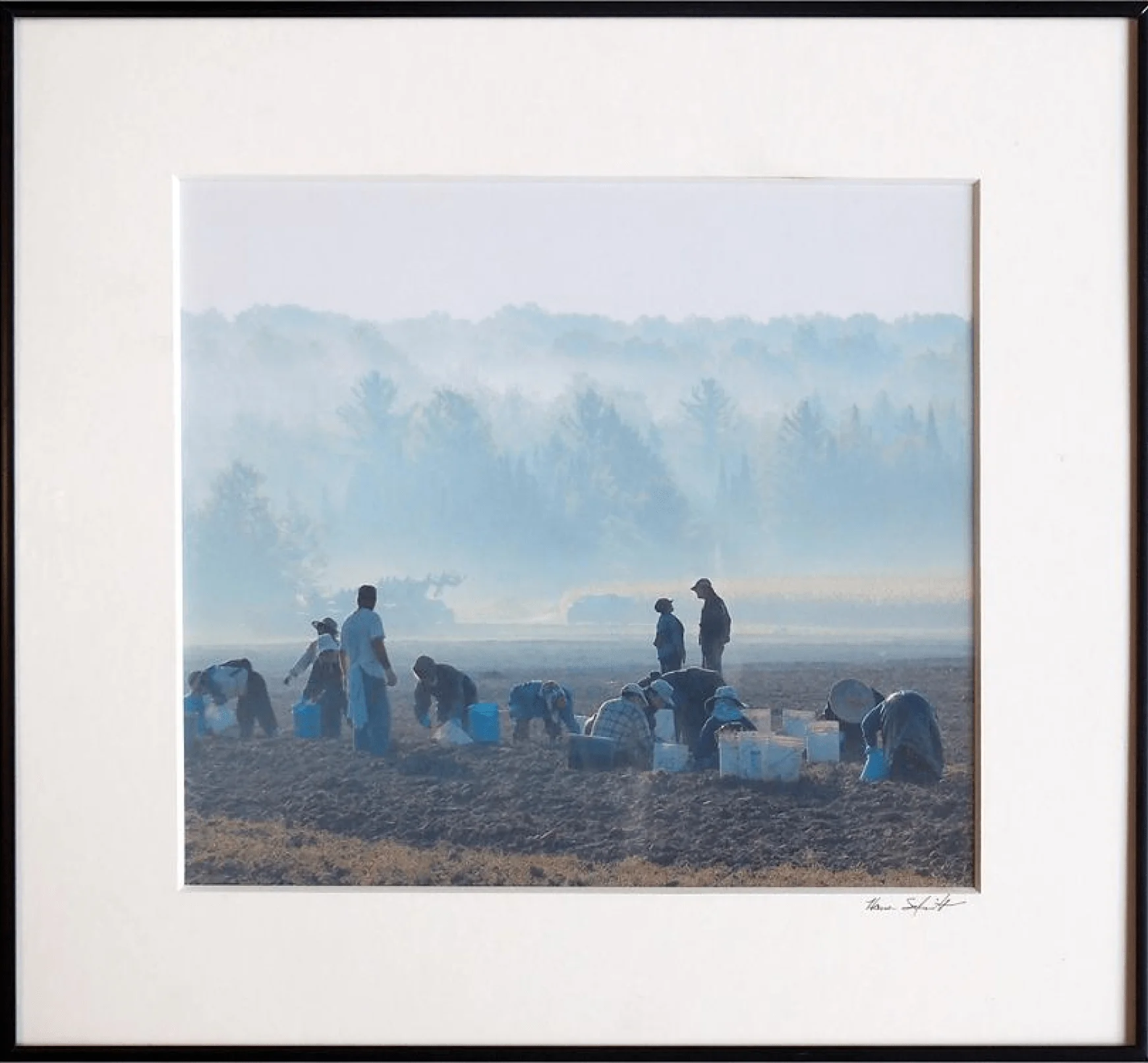 Farm workers working in the field